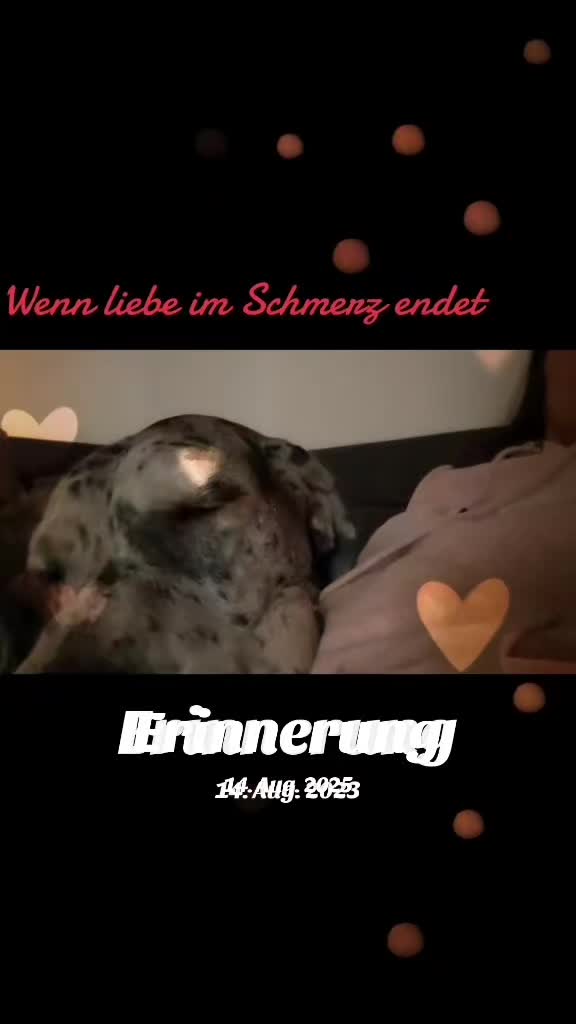 @Mely's Roxy 🐕💔SondelDrache🐉