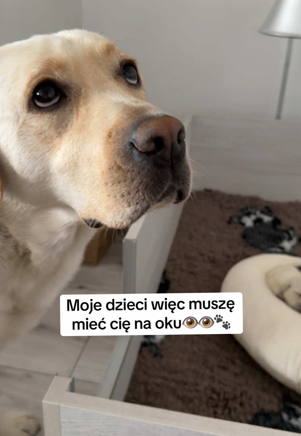 @Moonlife -Labrador Retriever