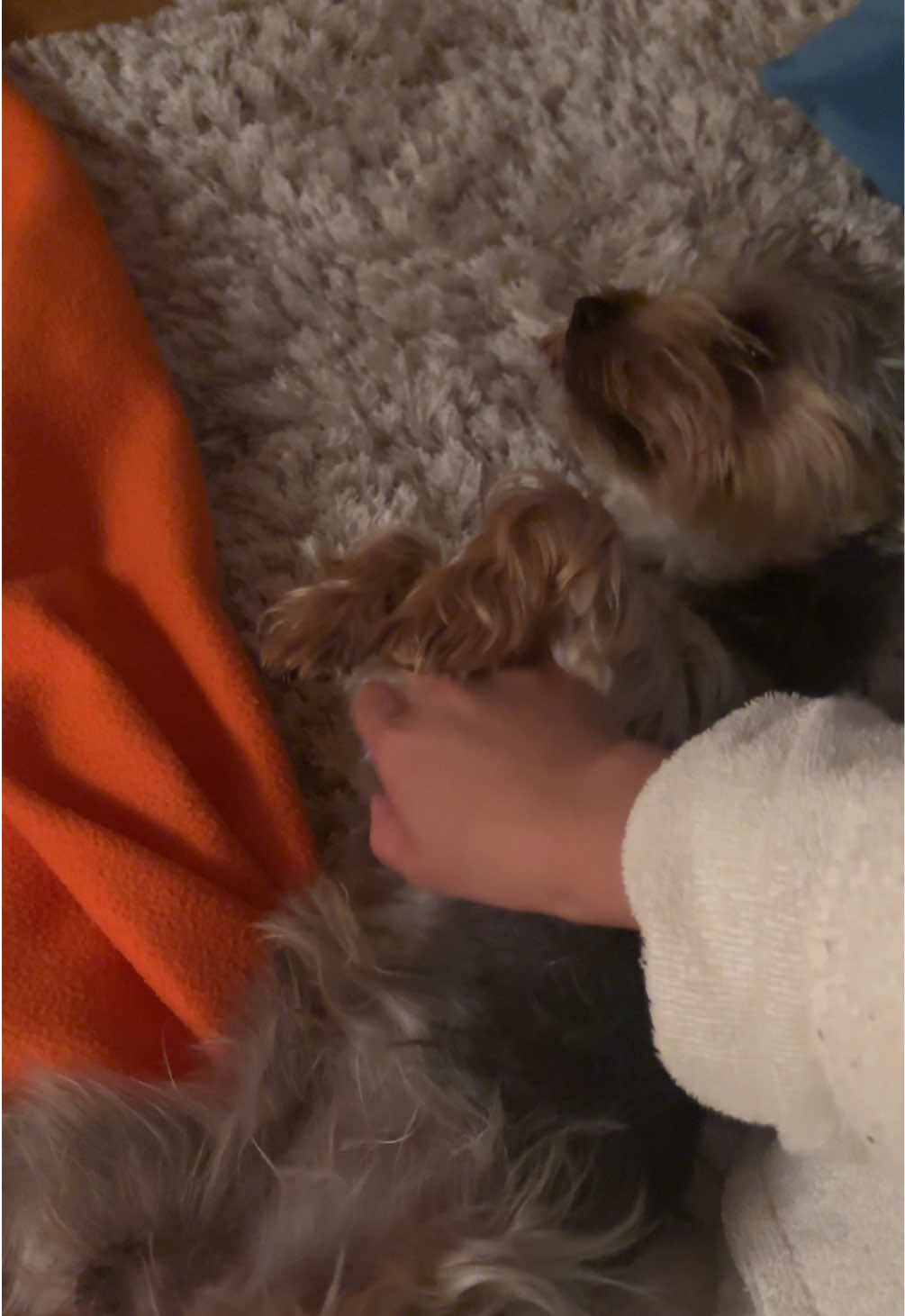 @Benjie the Yorkie