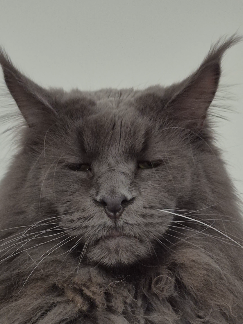 @Ragnar the Maine Coon 🐈