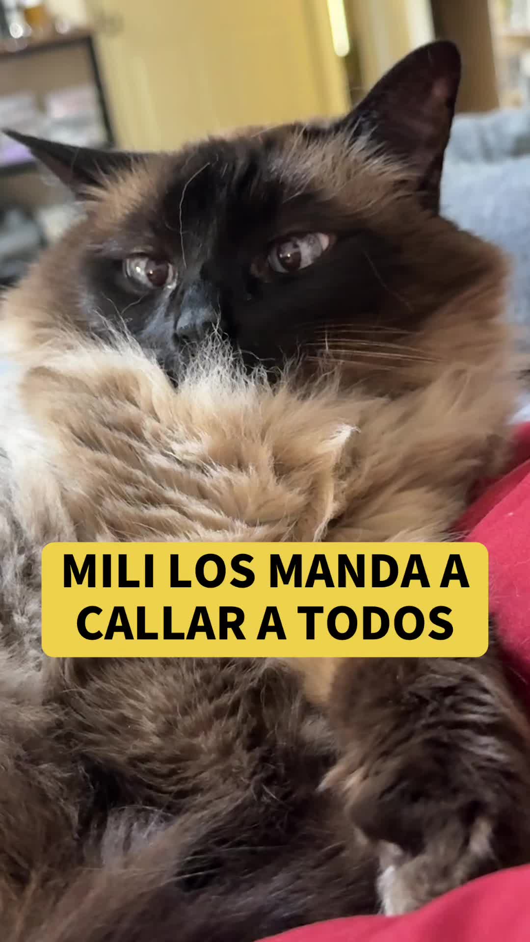 @mili_la_yorki