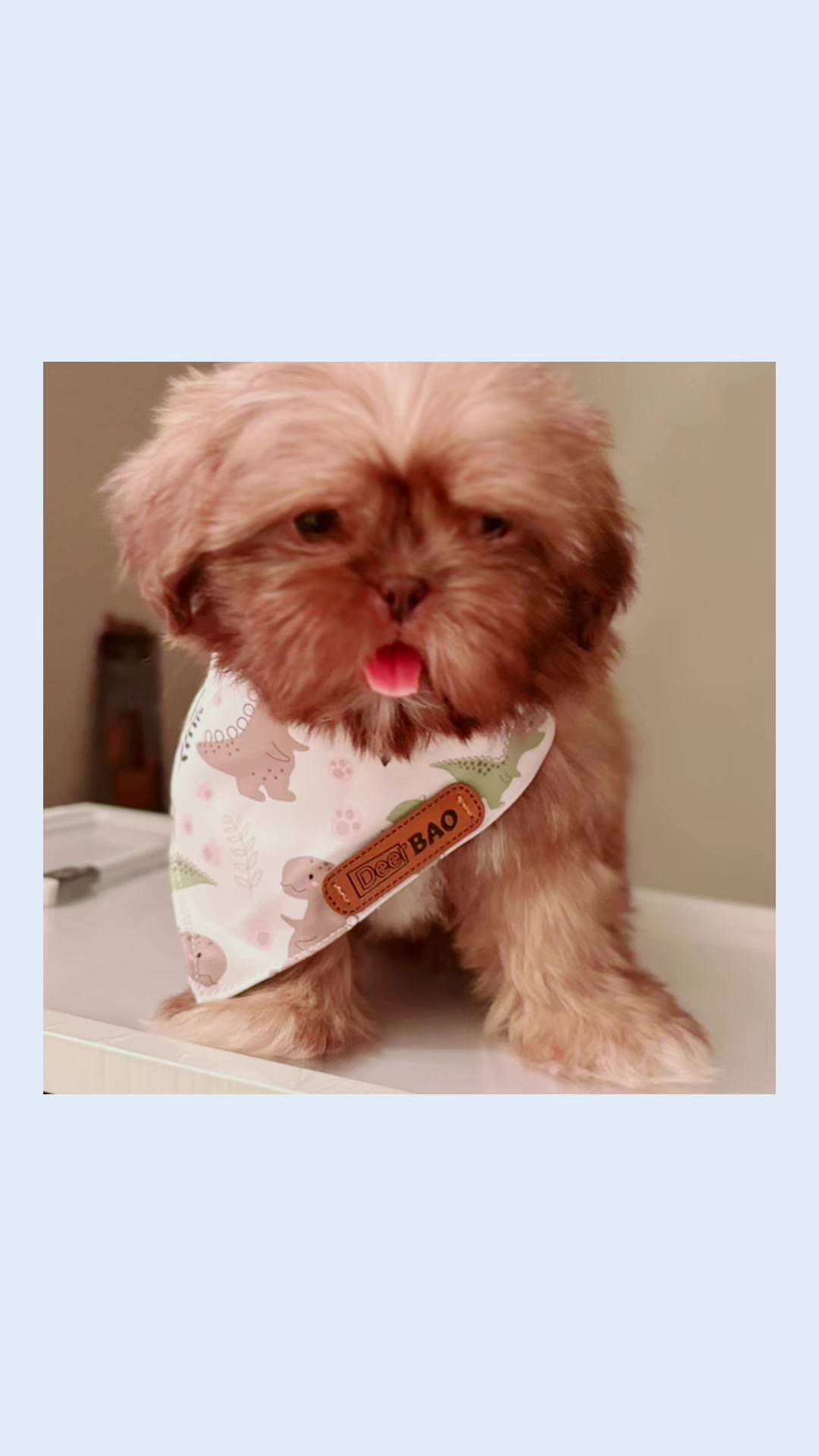 @SHIHTZU SOIRÉE