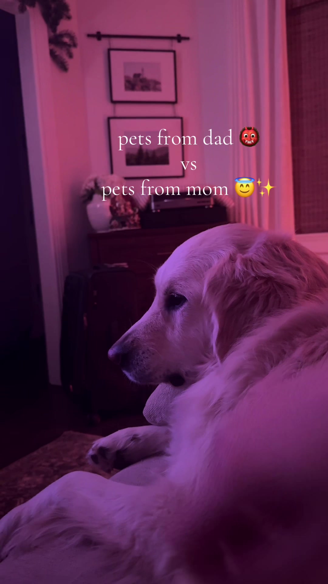 @Clover and Lily 🐾