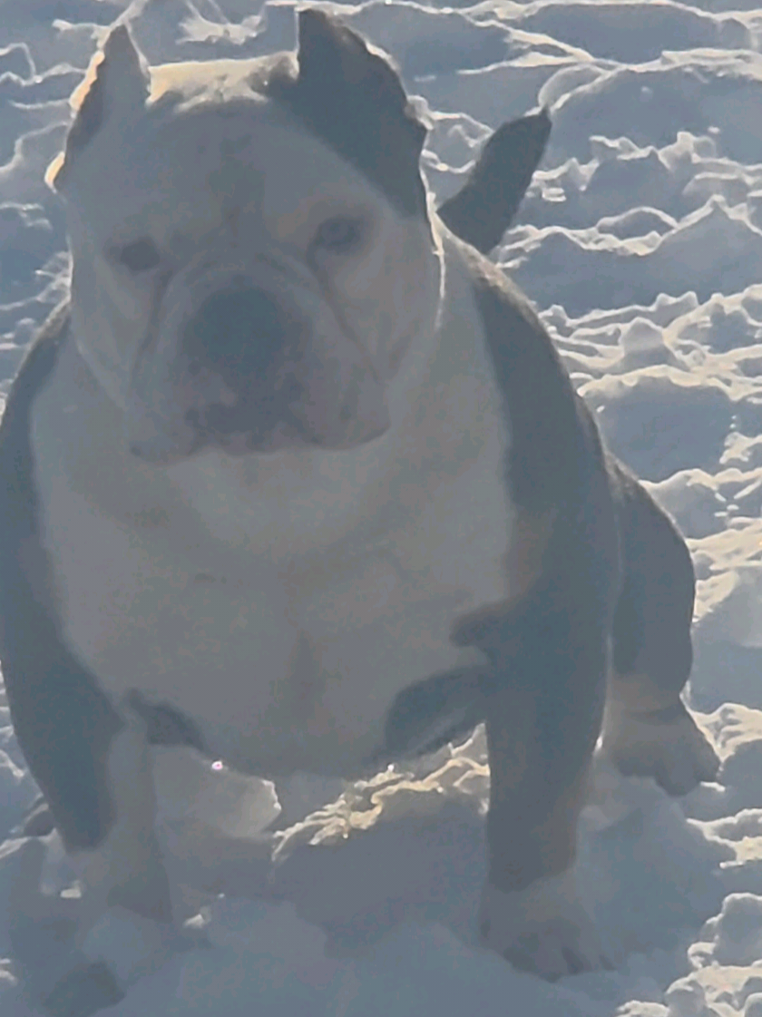 @125 BullyCamp