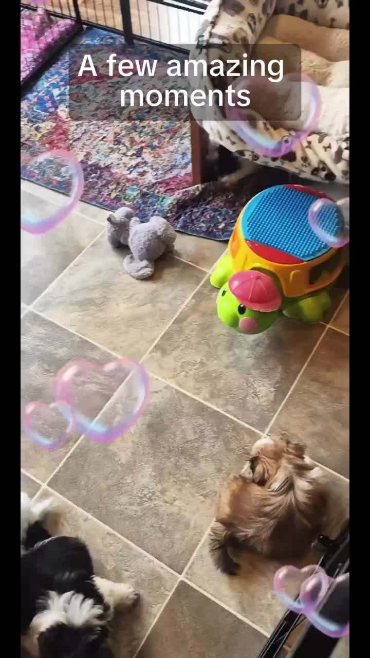 @Barb's Precious Pups