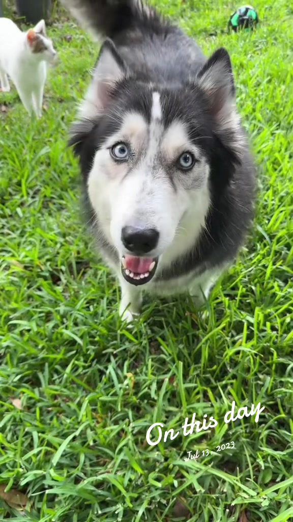 @AMHWildCreations