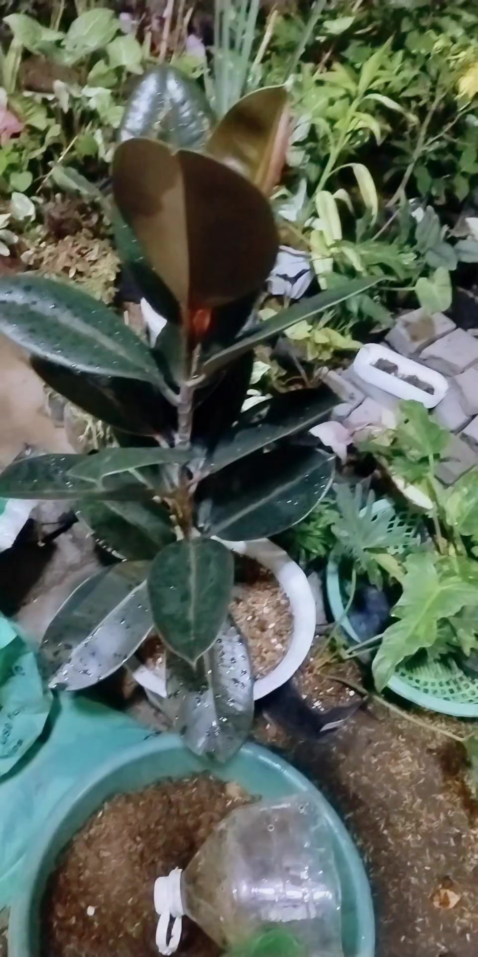 @mhie_nie gorgeous plantita