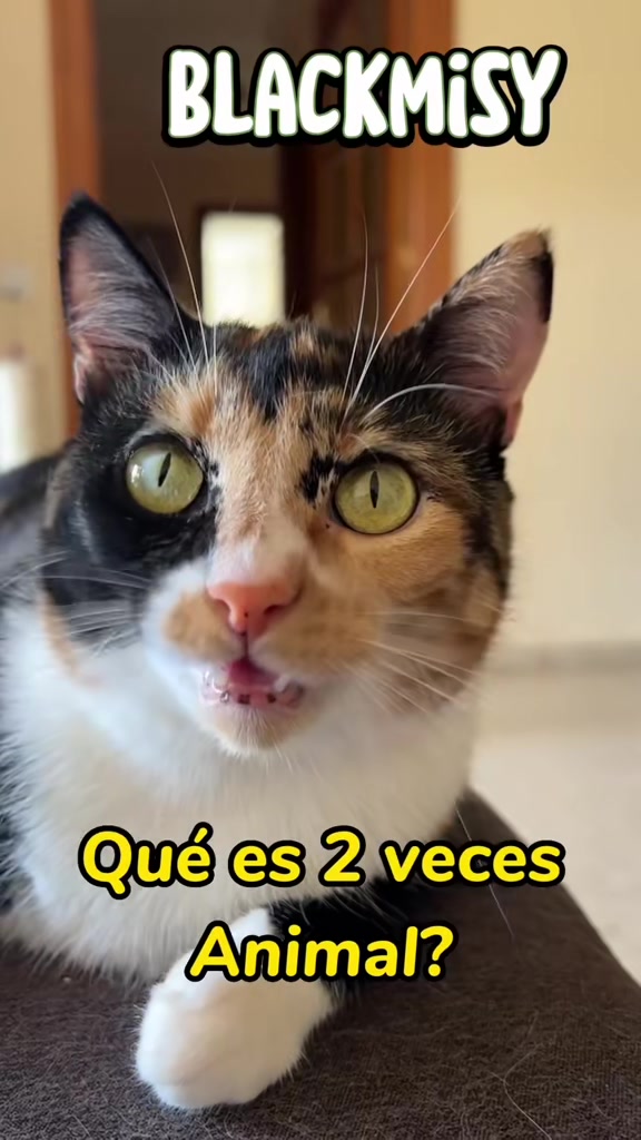 @BlackMisy