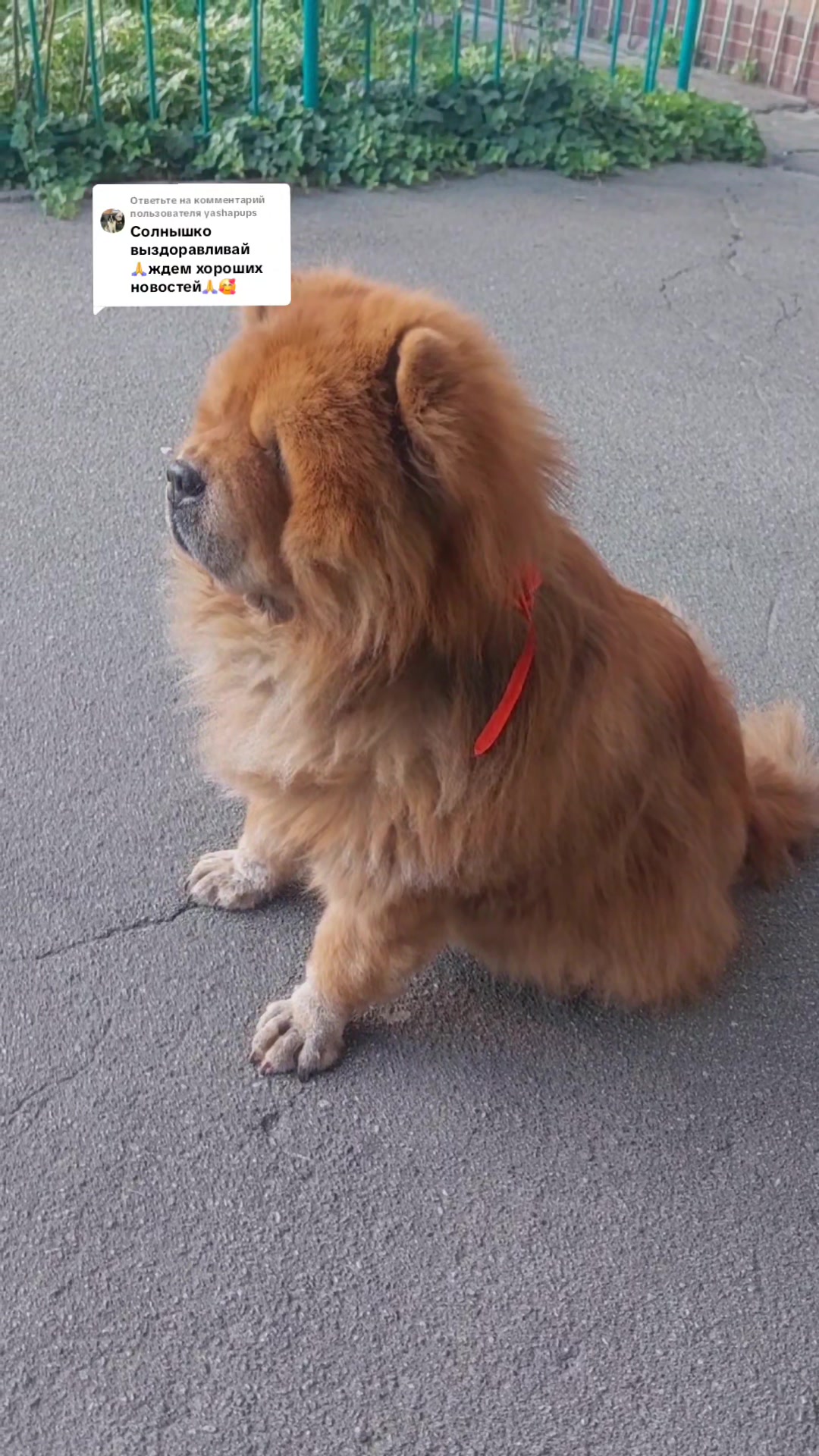 @Чау чау Тимоша❤️
