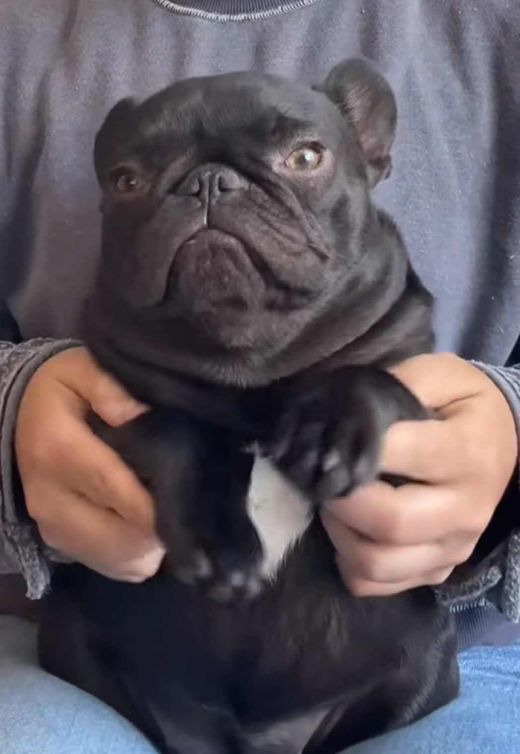 @Mabel the Frenchie