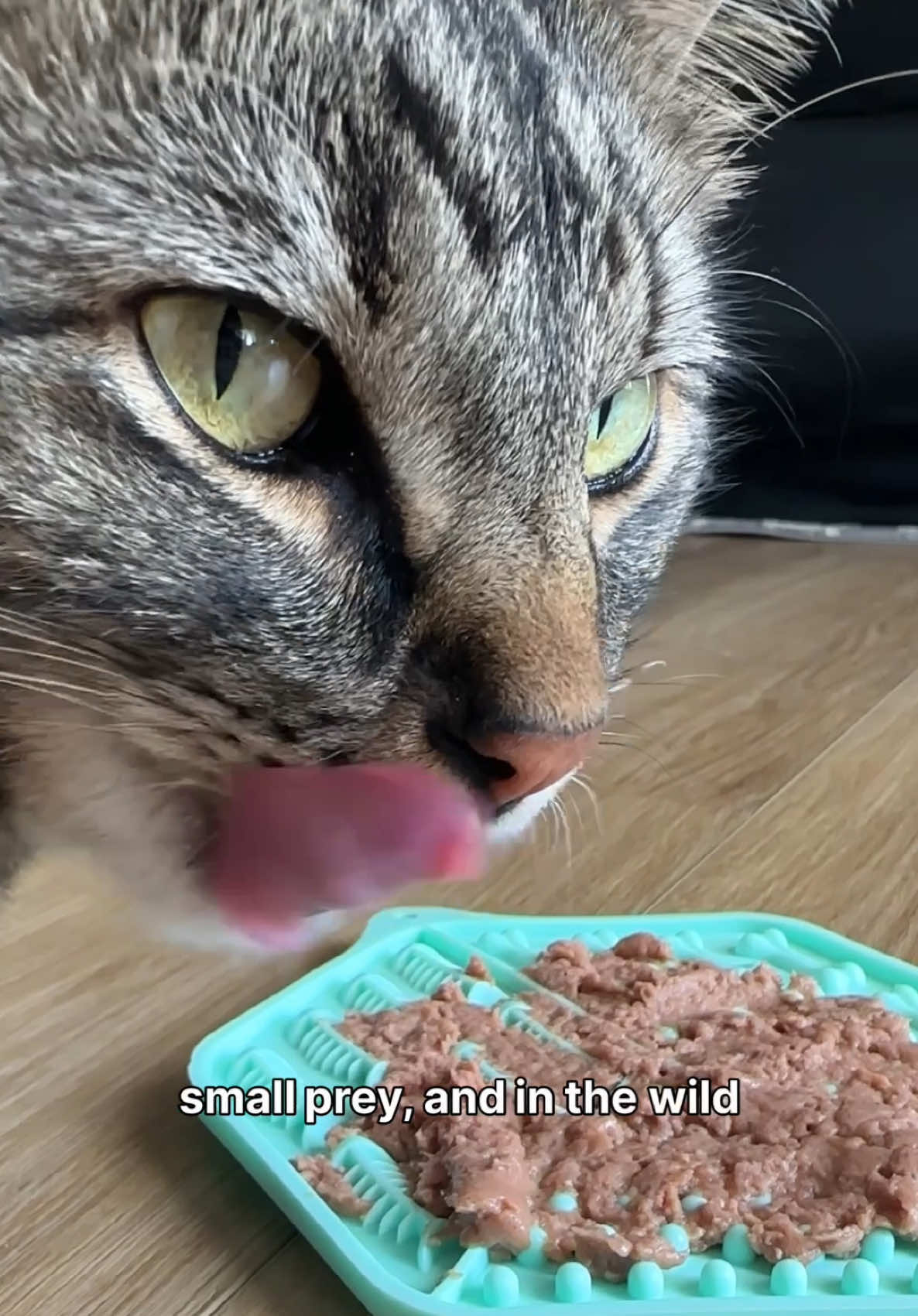 @Chip The Manx