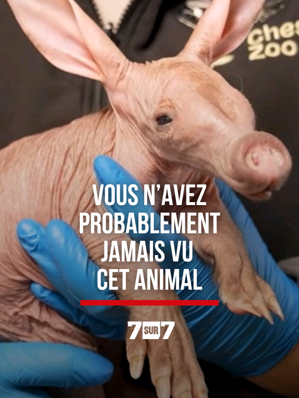 @7sur7.be