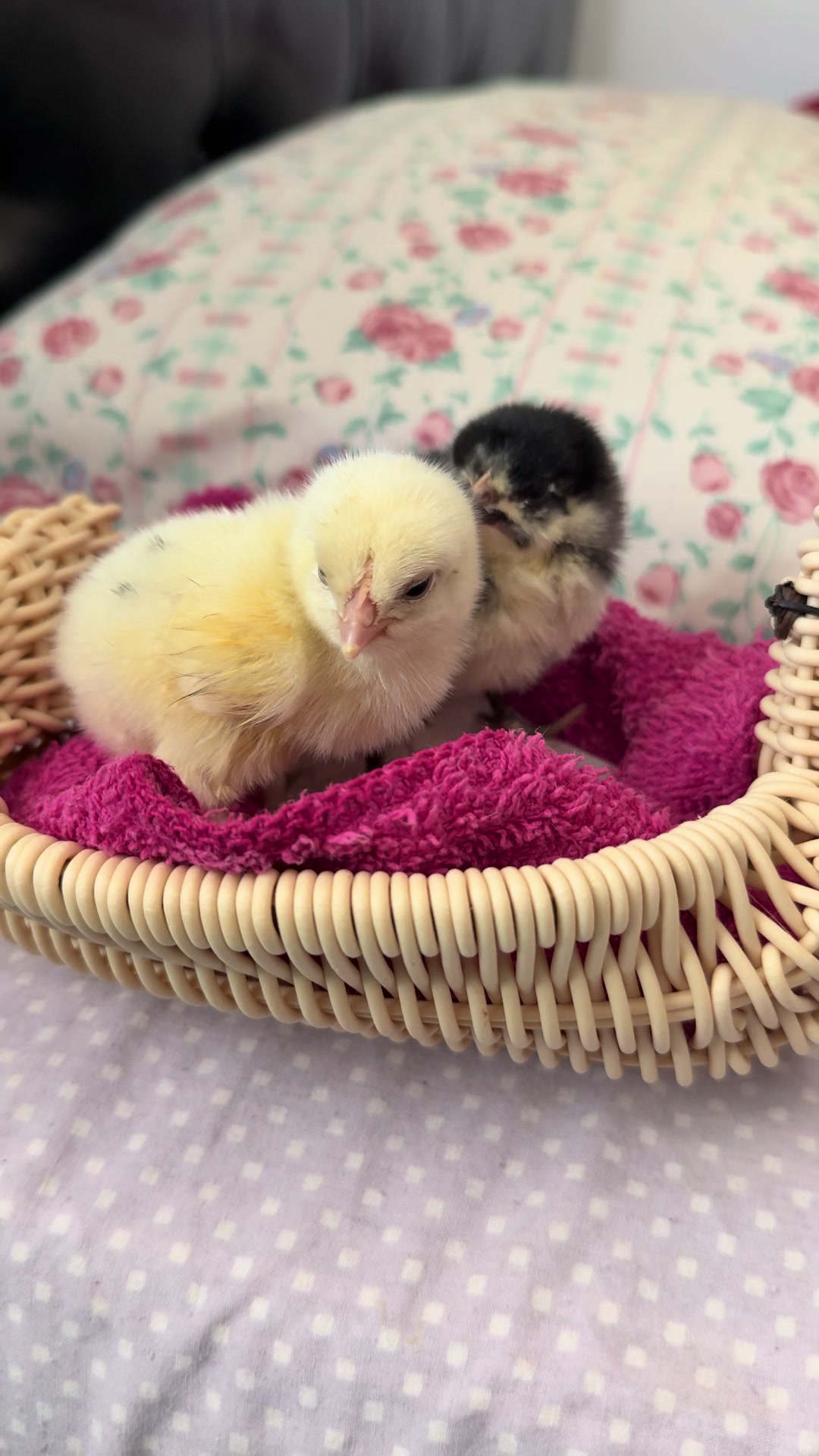 @mylovelychicken