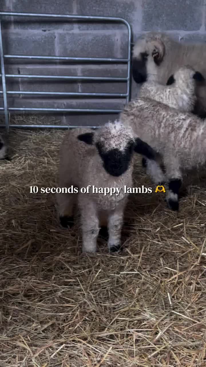 @Live stock animals ๐ชฟ๐๐๐๐ฅฌ