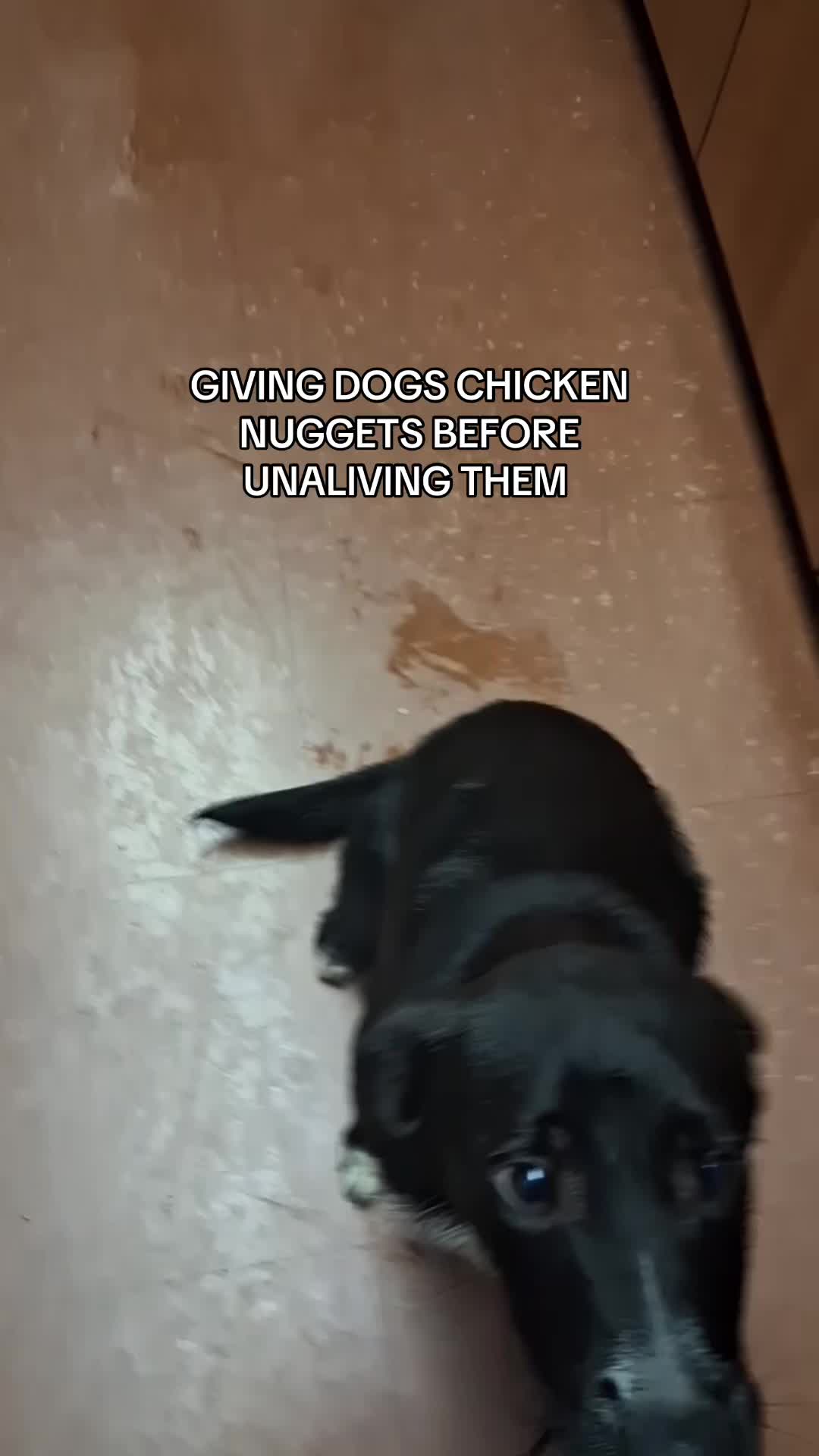 @Kayleigh + Dogs