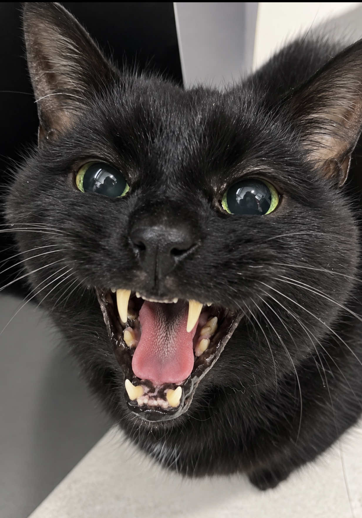 @Teefie_tribe 🐈&zwj;⬛🐈&zwj;⬛🐈🦷🦷