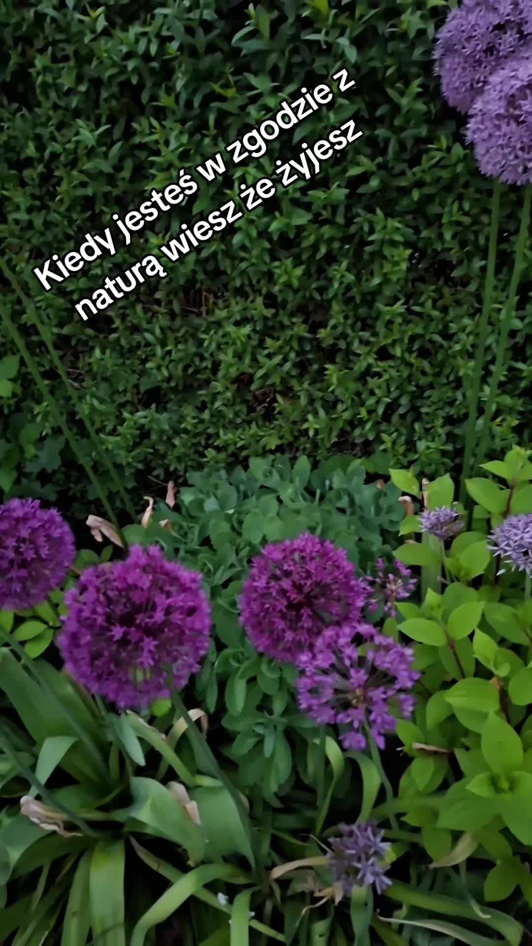 @fenix🍀z🍀popiołu🍀
