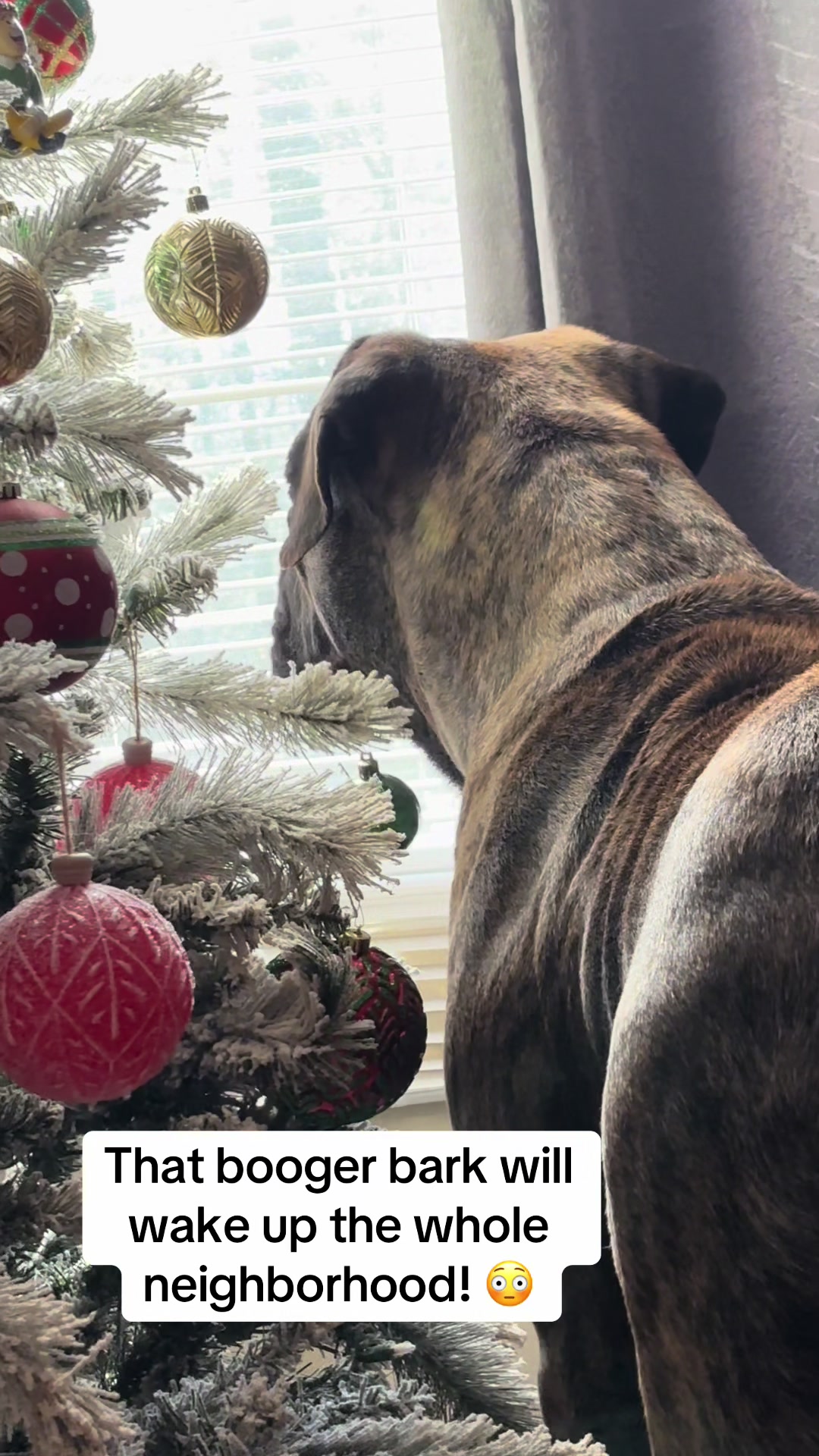 @HULK the mastiff