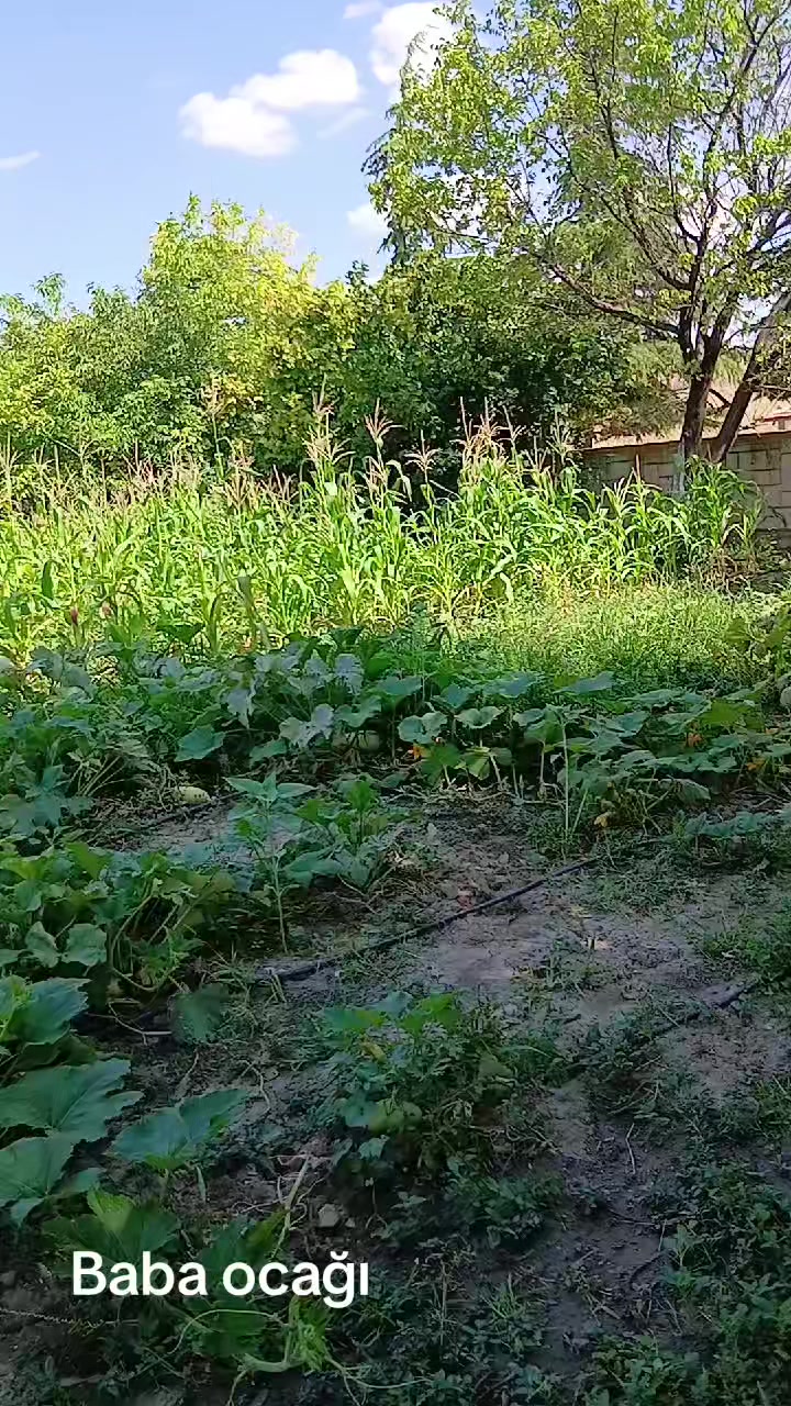 @fidansamet68