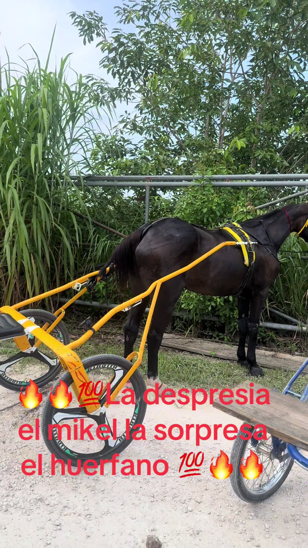 @🔥🔥❤️EL FEO ❤️🔥🔥