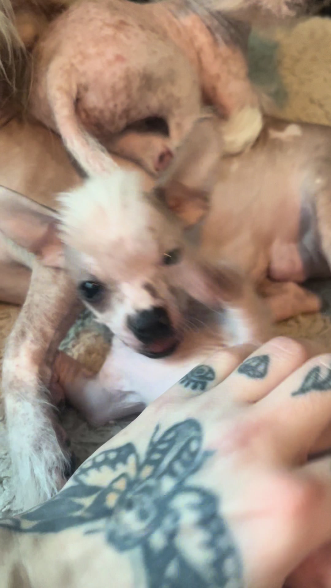 @Chinese Crested Cuties