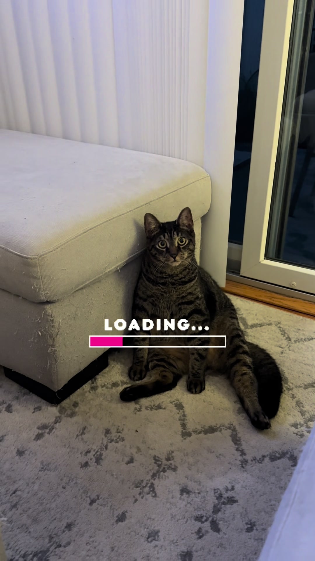 @TailsandWhiskersCo