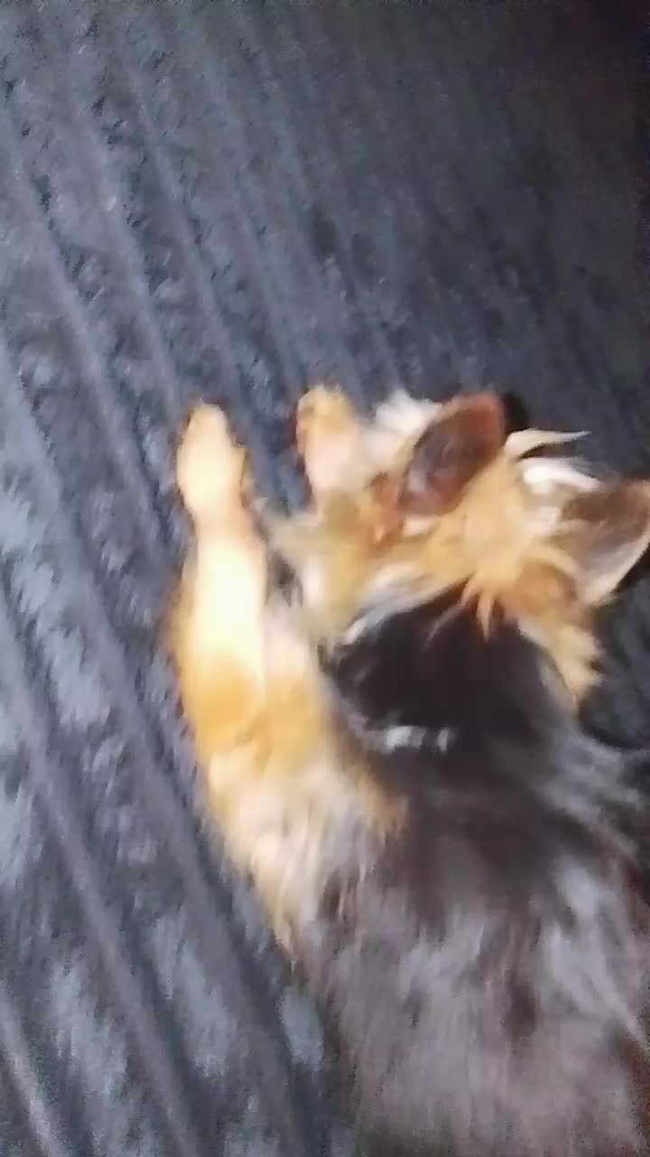 @petfamily4