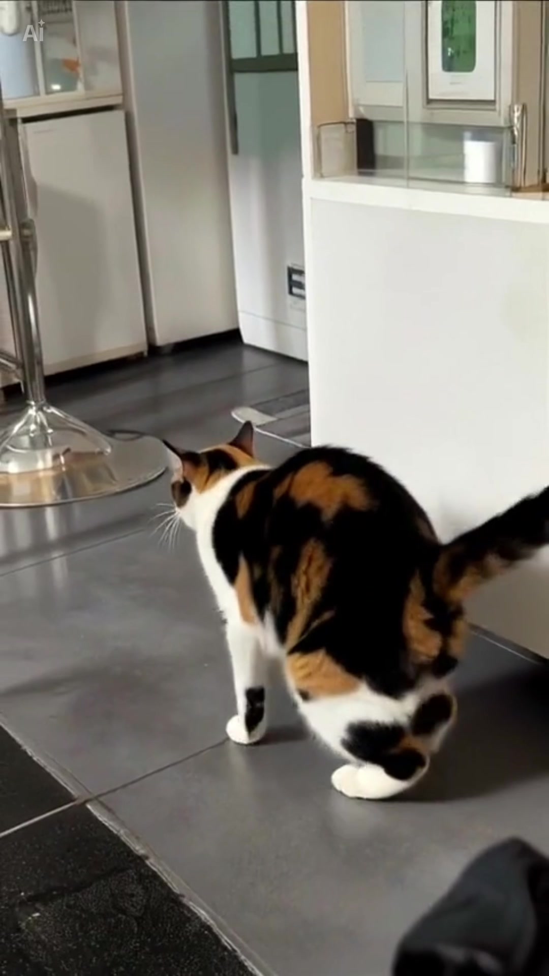 @Catcat