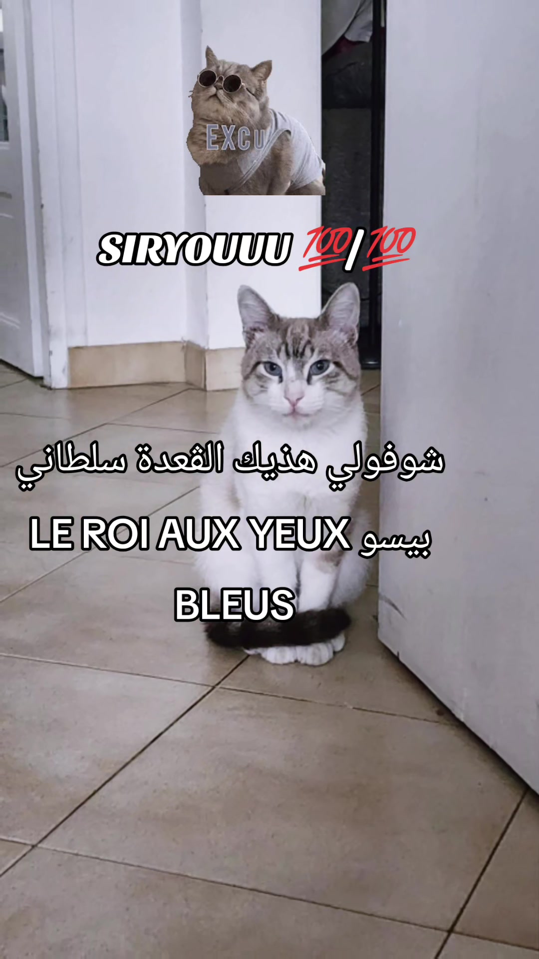 @CHAOUIA.DZ