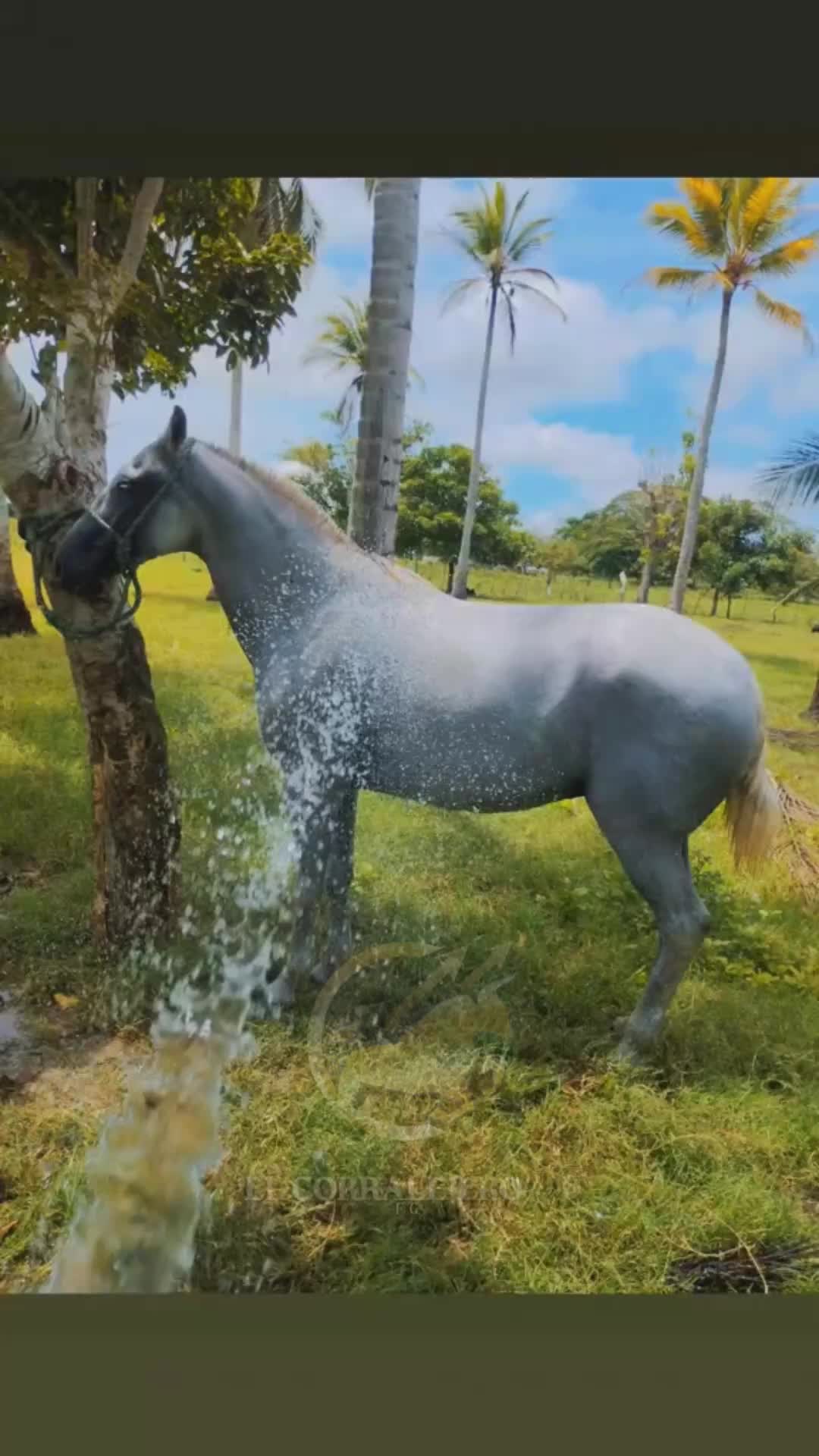 @elcorralejero