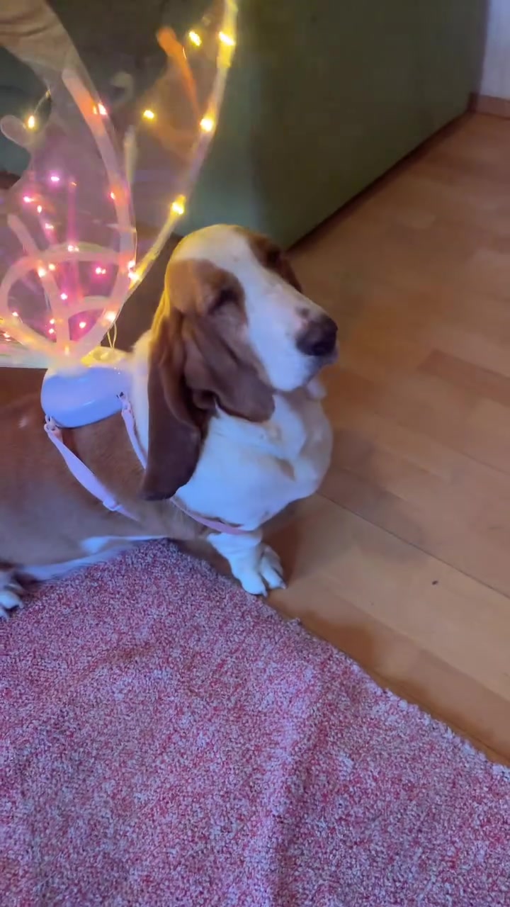 @Home Of All Basset Hound Pups