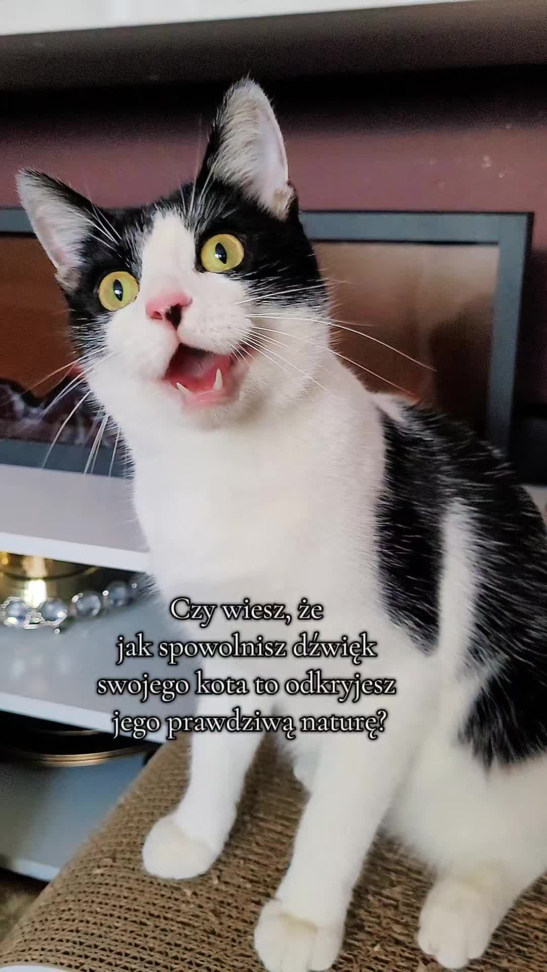 @😻Ekipa Świrka 😻