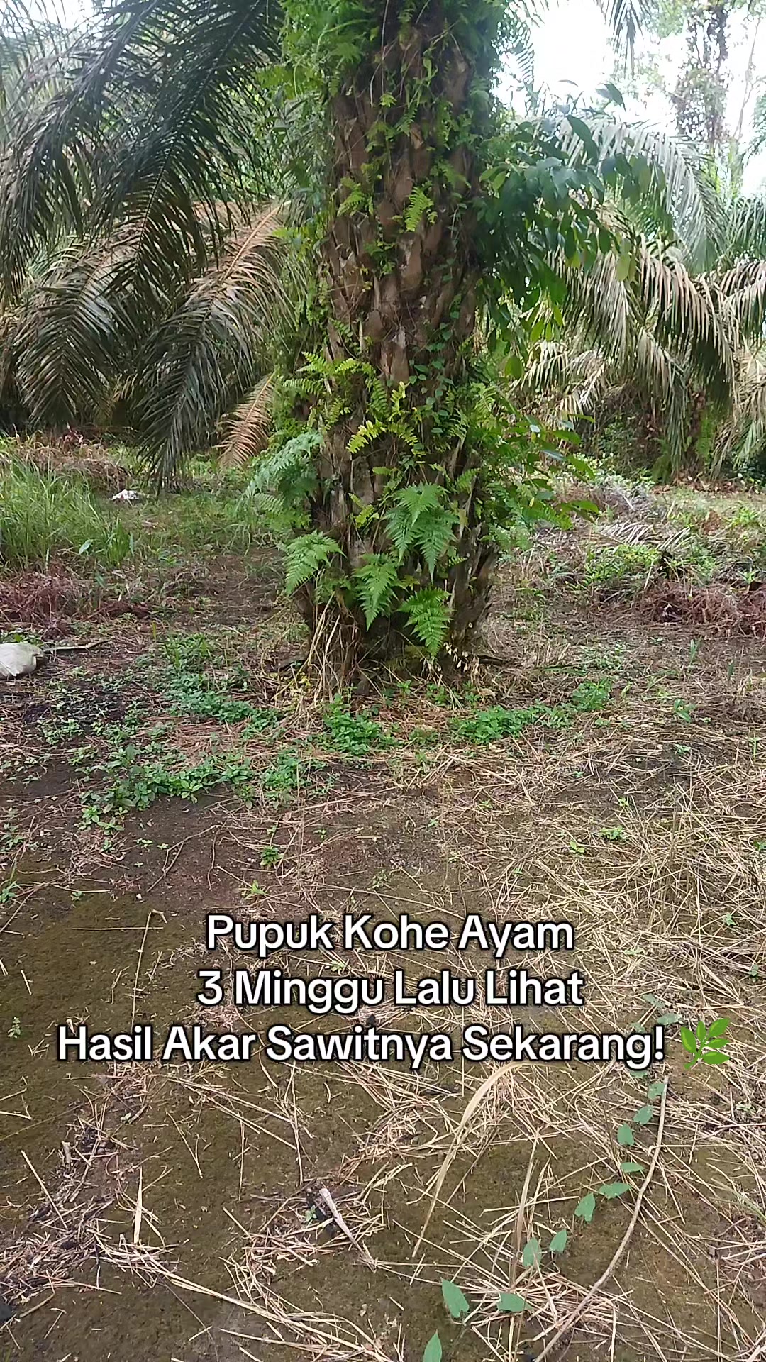 @IG Nusantara
