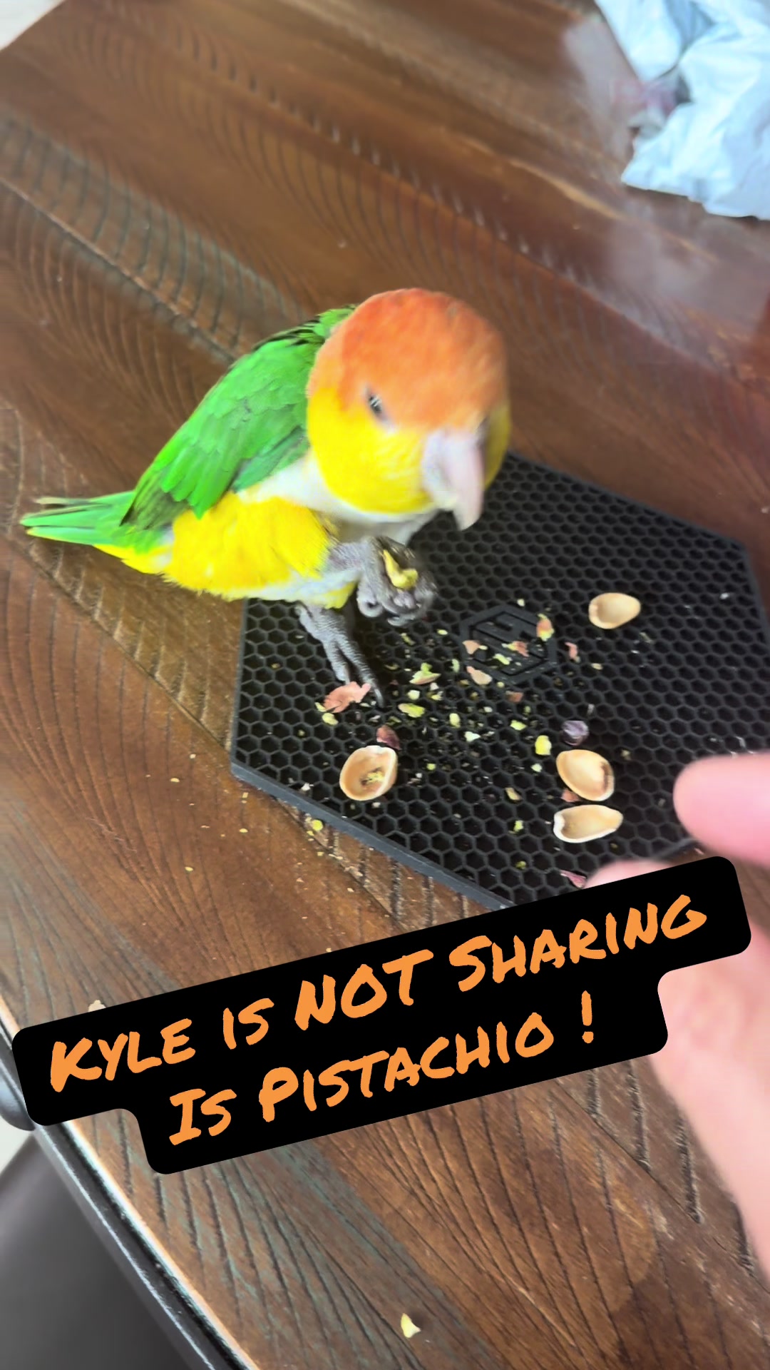@Kyle The Caique