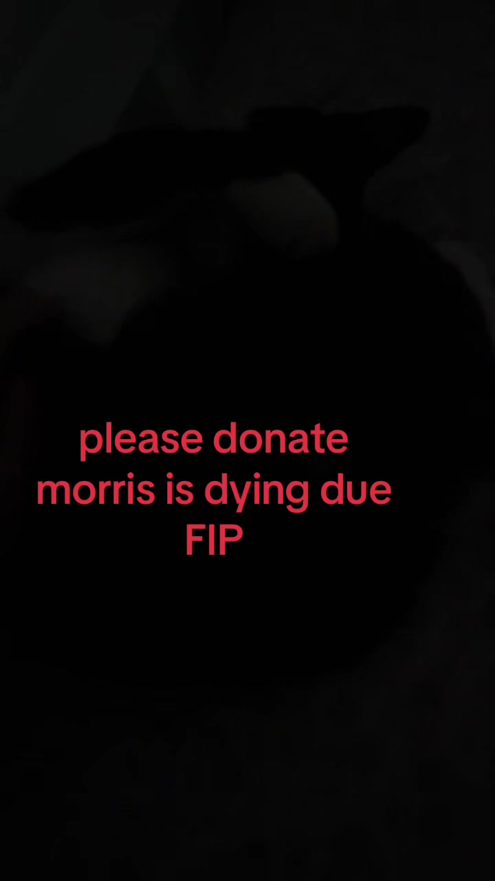 @Save Morris from FIP 🐾❤️&zwj;🩹