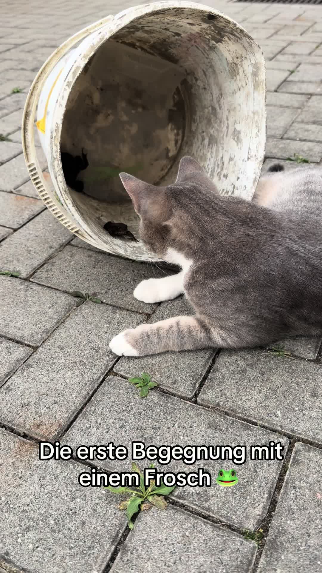 @Oscar & die Katzenbande