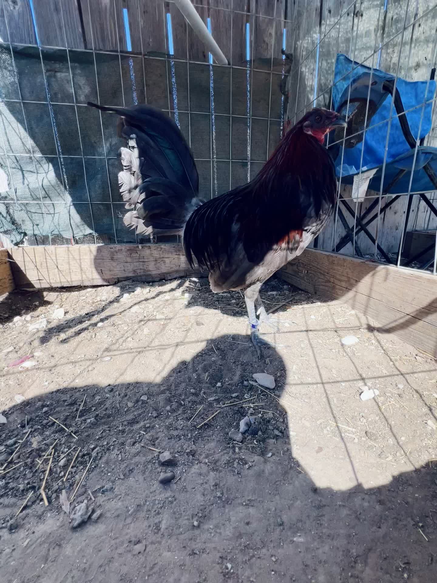 @Venturas mug gamefowl