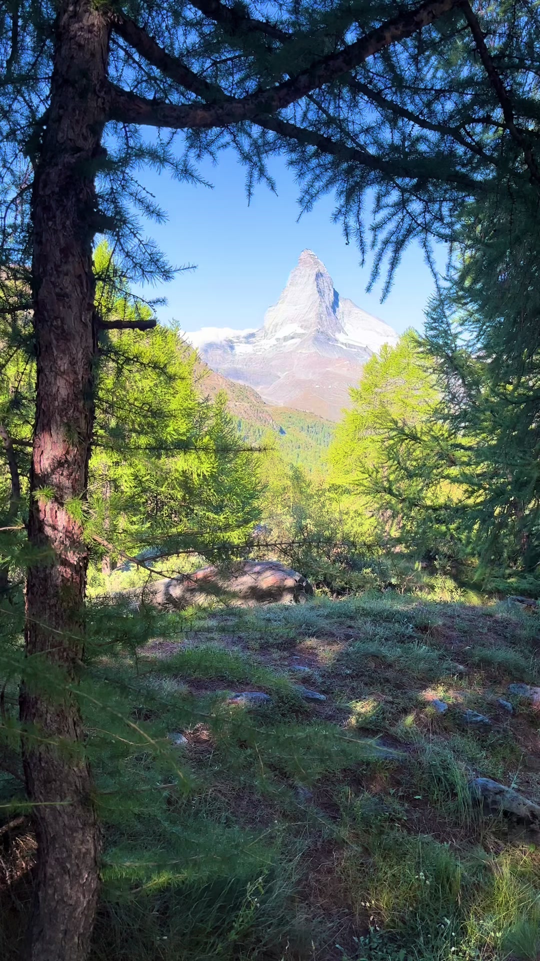 @Fiakosaure 🗻📹