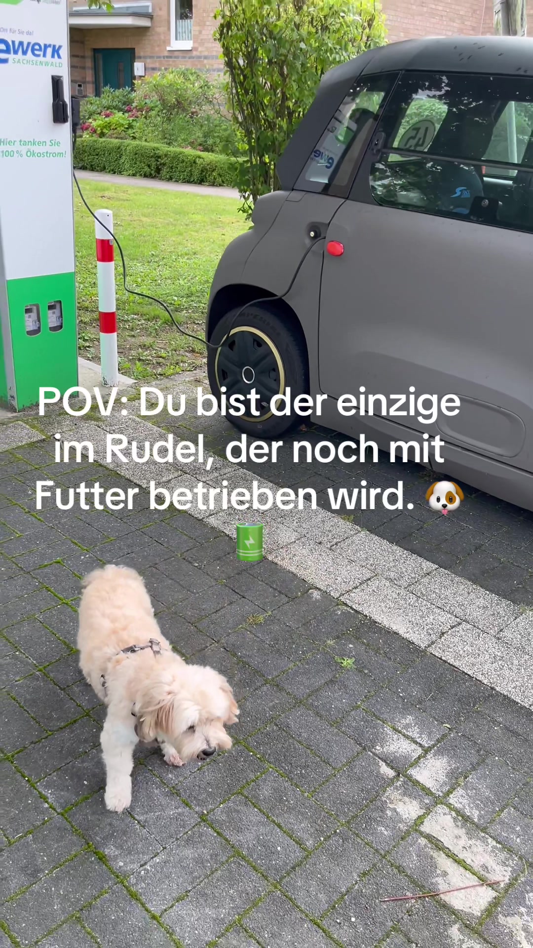@DogMilow