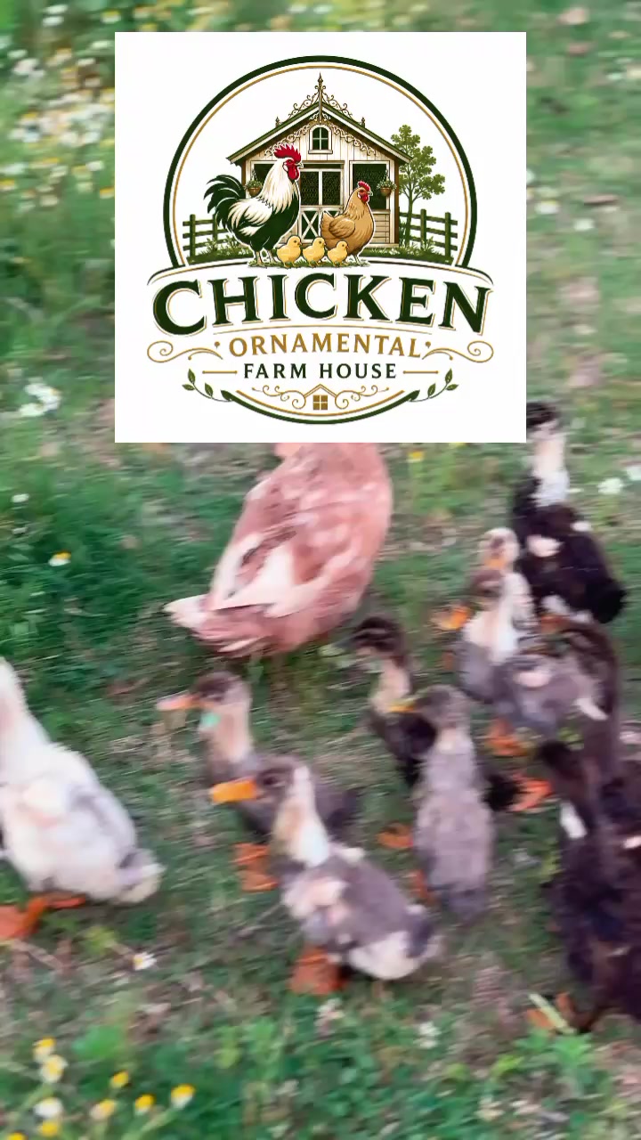@Chicken ornamental Farm