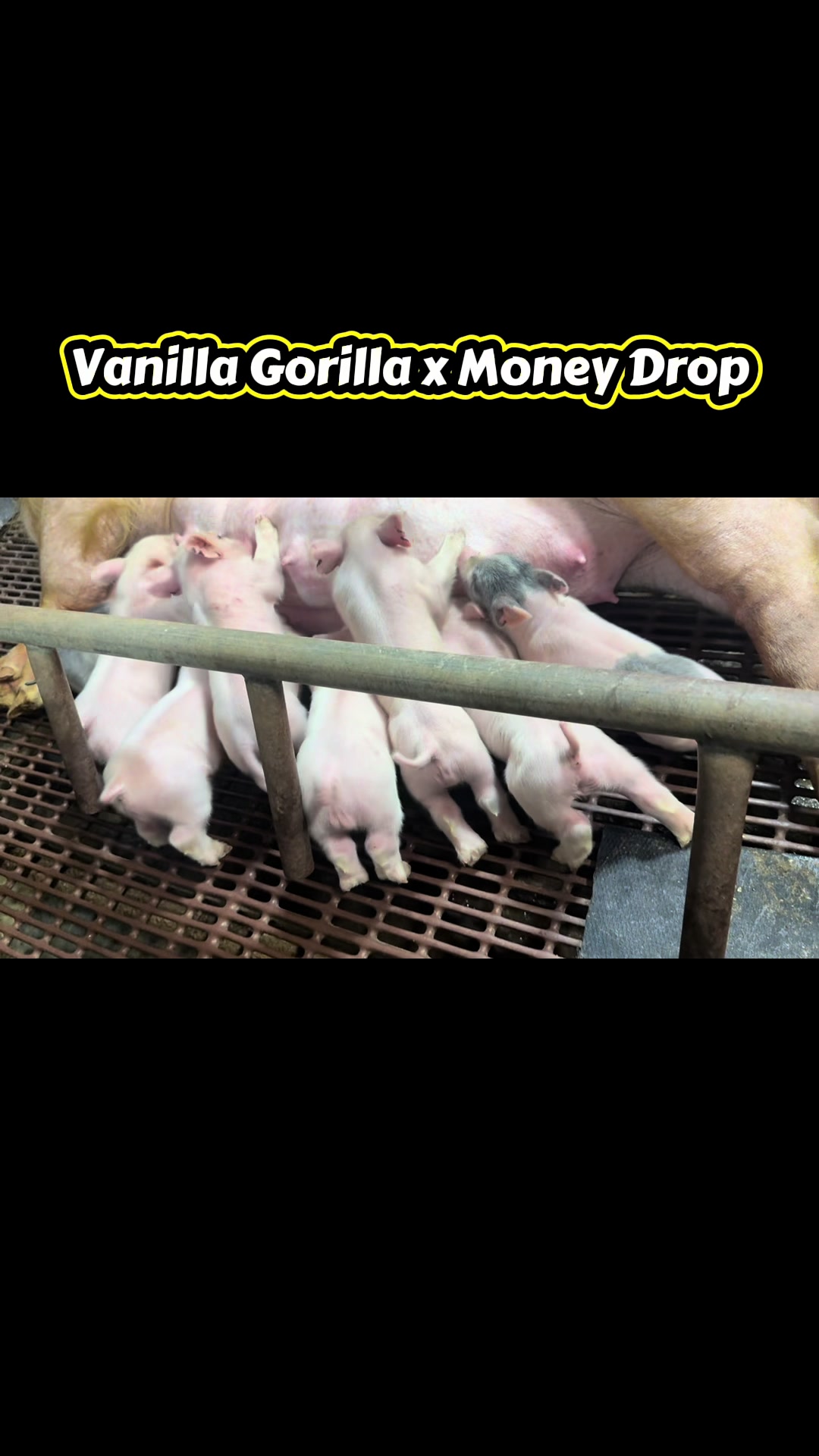 @JD Genetics (Rachel)