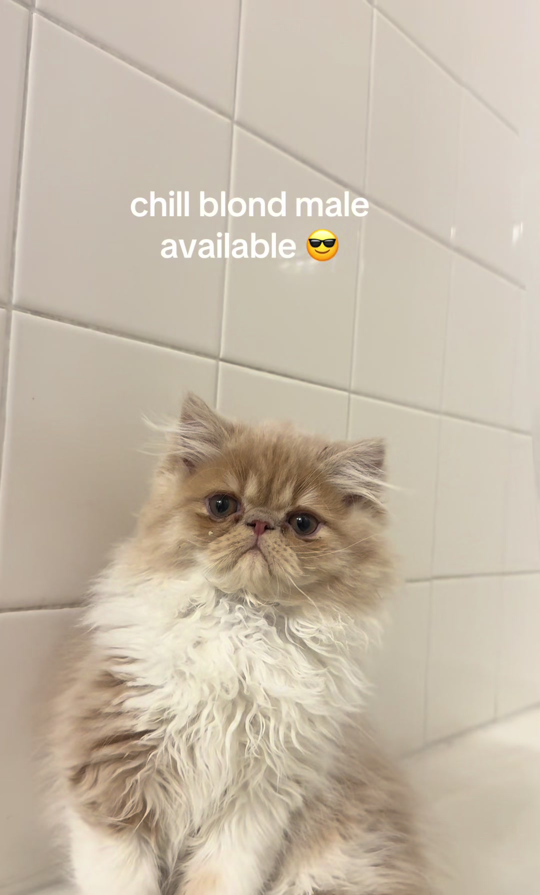 @henryetta.the.cat.lady