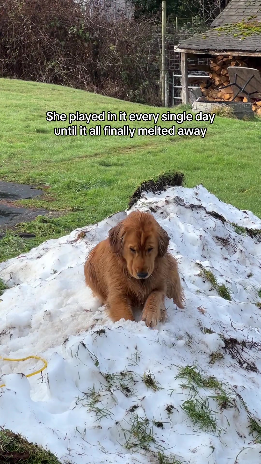 @Pacha and Bucket the Goldens