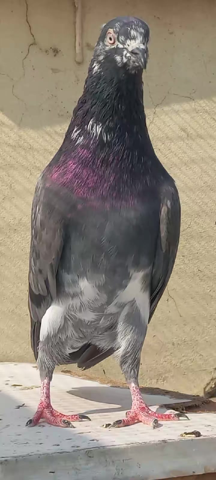 @Ranakasuripigeon