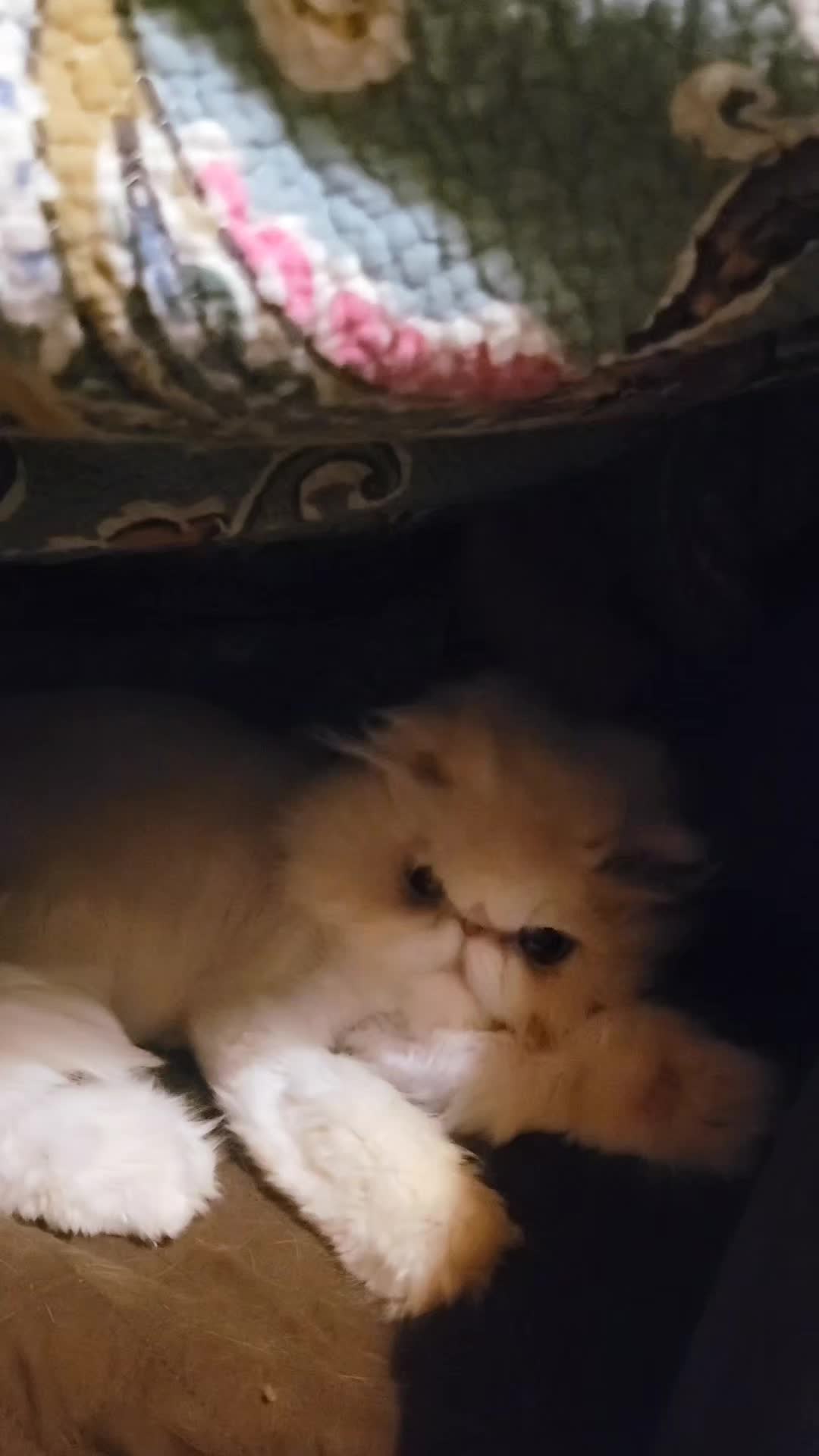 @South Texas Persian Rescue