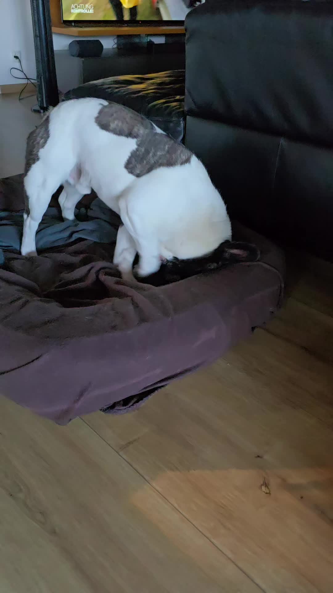 @Kylo und Samy 💙💙🐶🐕🍀🍀