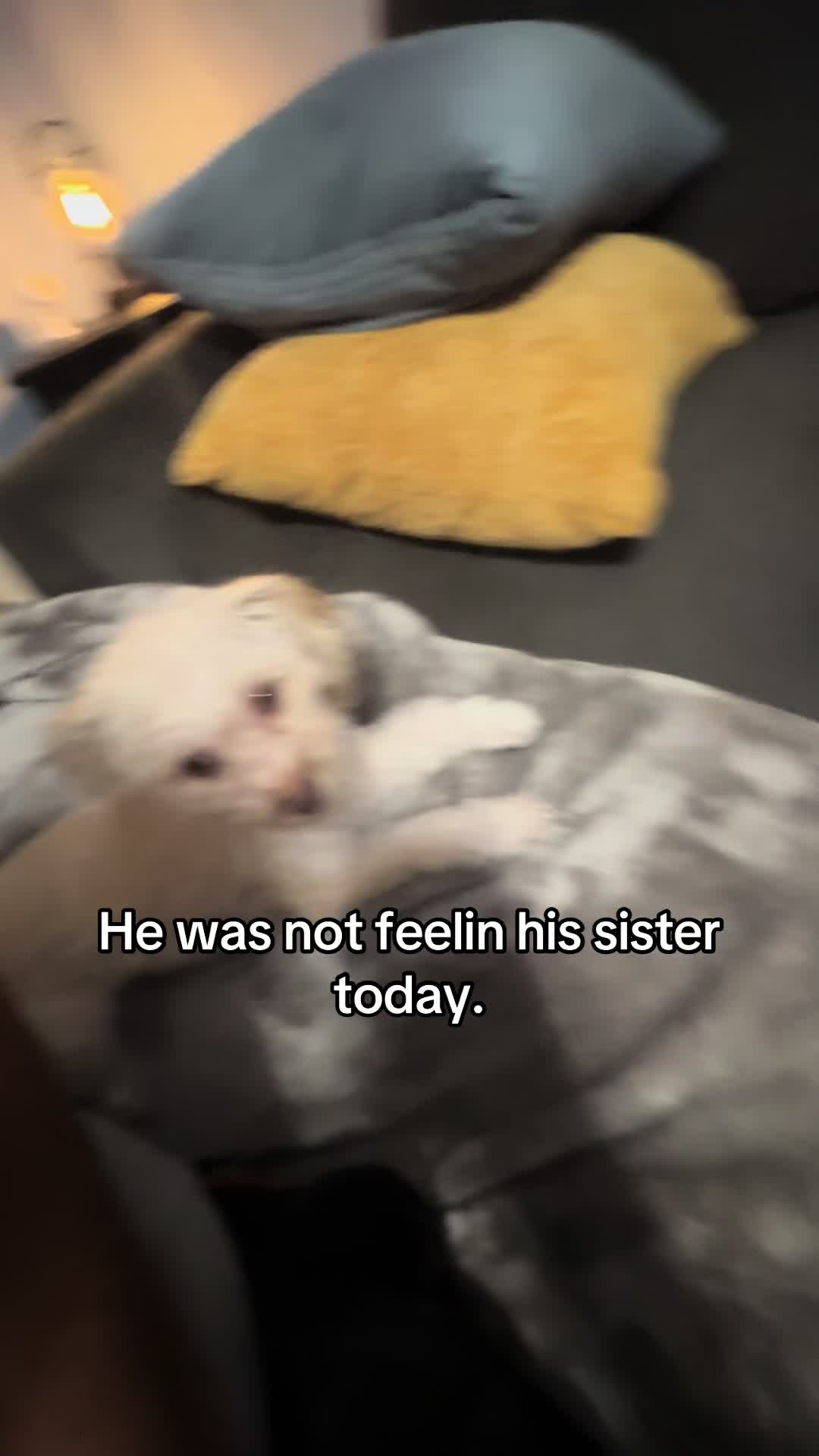 @angelo_is_petty