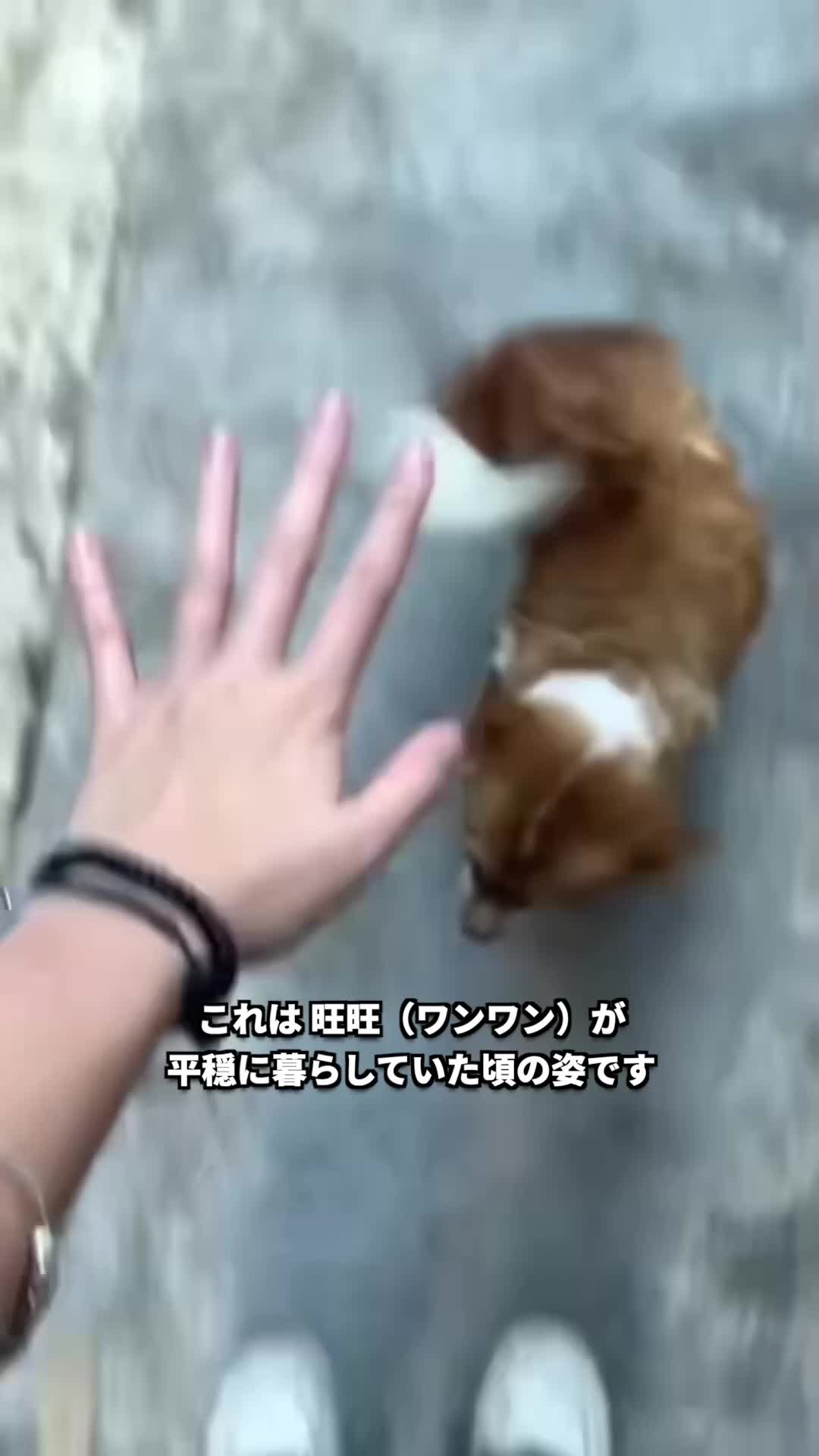 @PETAアジア 動物の倫理的扱いを求める人々の会 JAPAN