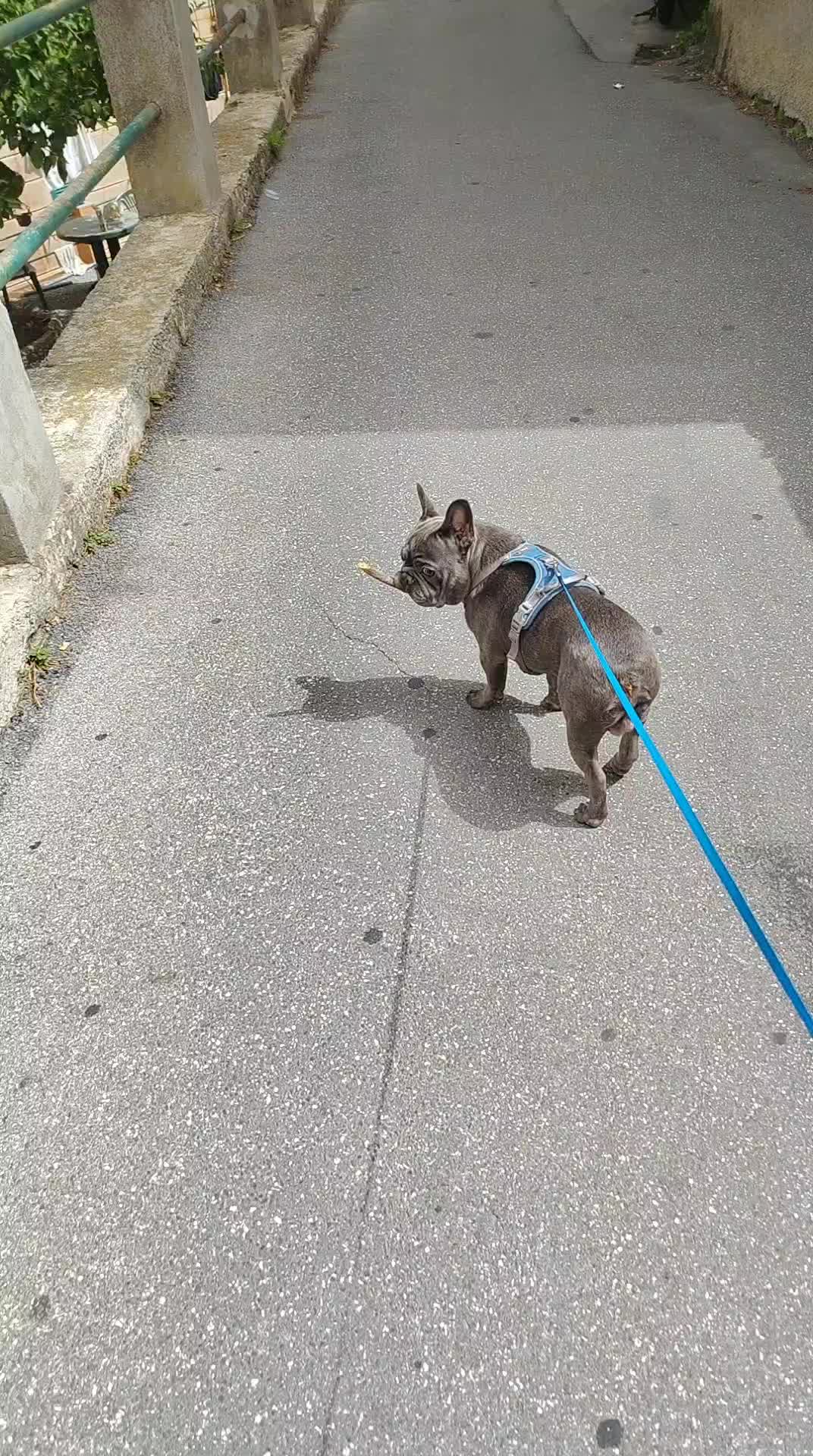 @🐾Pablo🐾