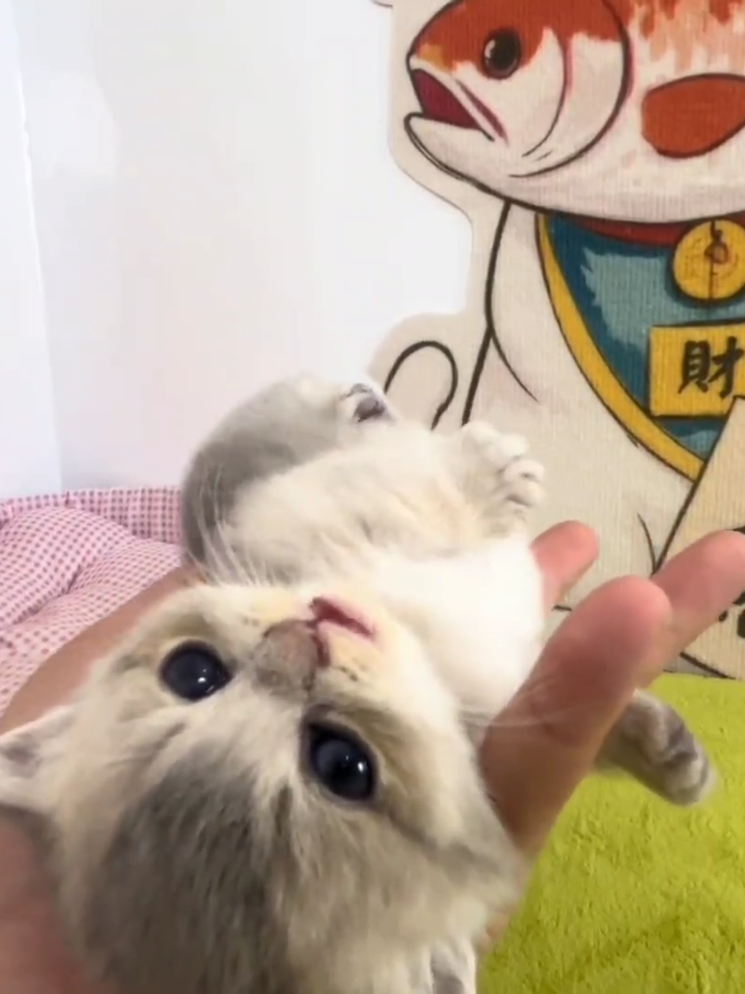 @cheerypaws